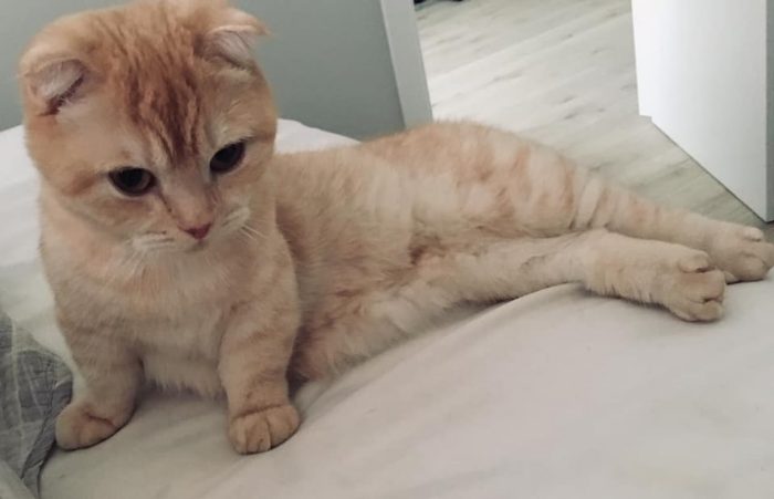 Best Cat Photos Sent To Us This Week (24 March 2019)