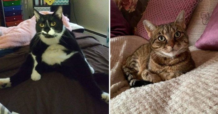 Best Cat Photos Sent To Us This Week (17 March 2019)