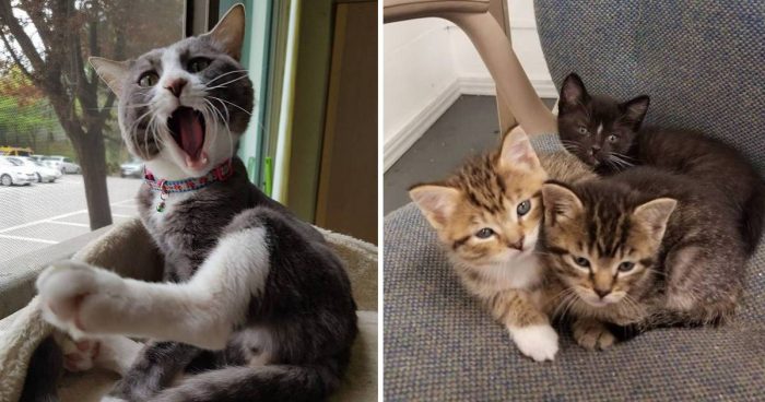 Best Cat Photos Sent To Us This Week (28 April 2019)
