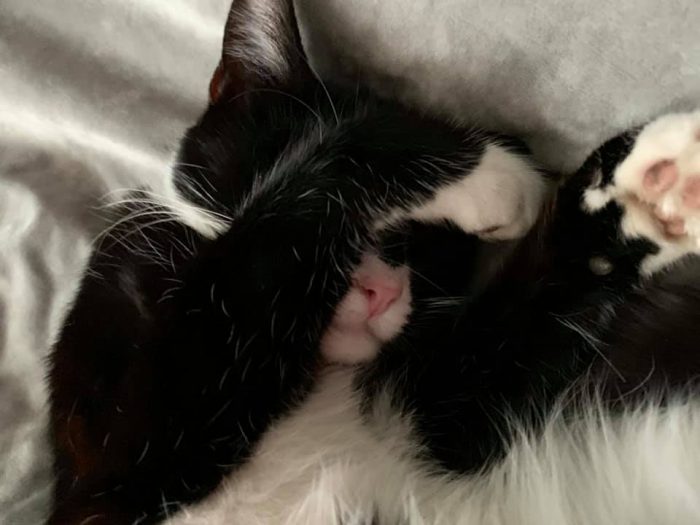 Best Cat Photos Sent To Us This Week (12 May 2019)