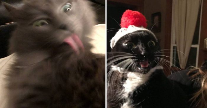 A Collection With Some Of The  Most Unflattering Pics Of Cats