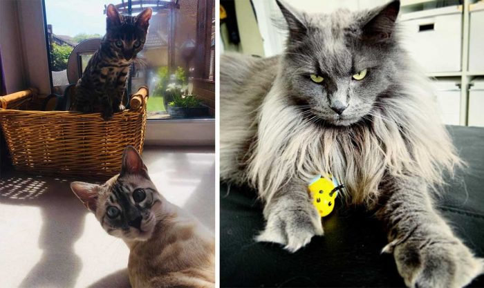 Best Cat Photos Sent To Us This Week (02 June 2019)