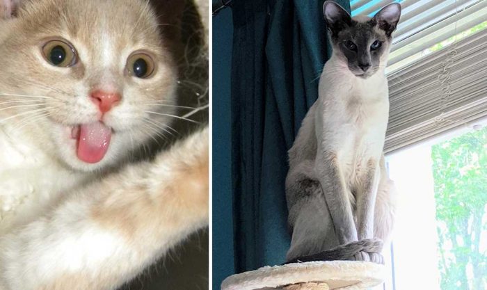 Best Cat Photos Sent To Us This Week (16 June 2019)