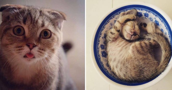 Best Cat Photos Sent To Us This Week (21 July 2019)