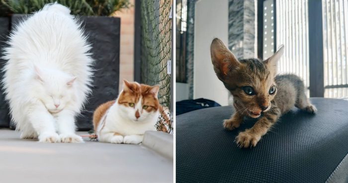 Best Cat Photos Sent To Us This Week (07 July 2019)