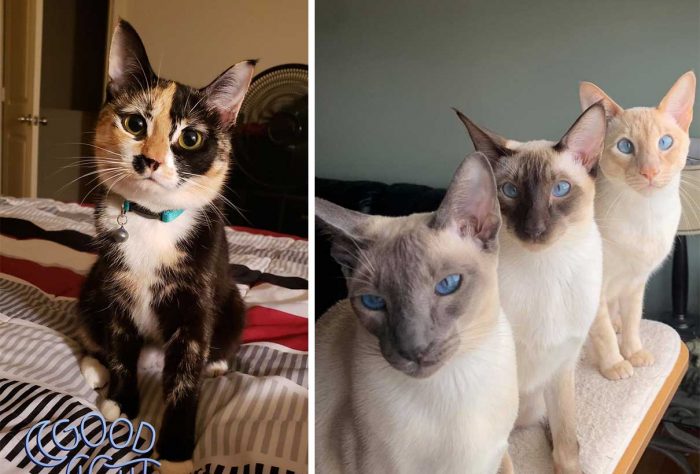 Best Cat Photos Sent To Us This Week (11 August 2019)