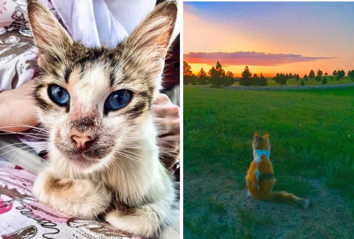 Best Cat Photos Sent To Us This Week (04 August 2019)