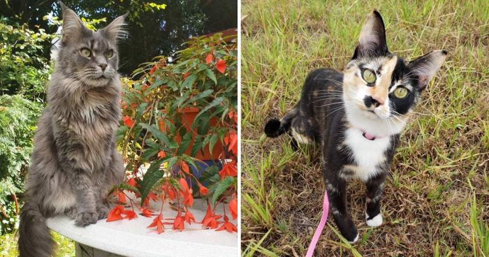 Best Cat Photos Sent To Us This Week (06 October 2019)