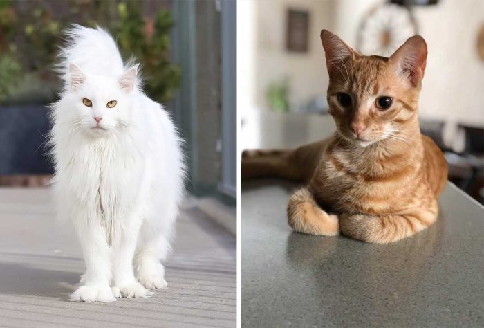 Best Cat Photos Sent To Us This Week (13 October 2019)