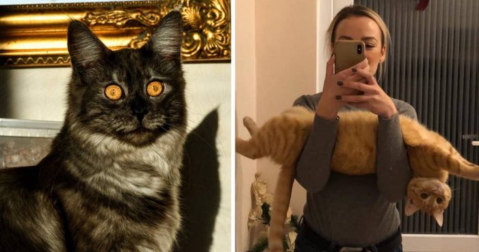 Best Cat Photos Sent To Us This Week (03 November 2019)