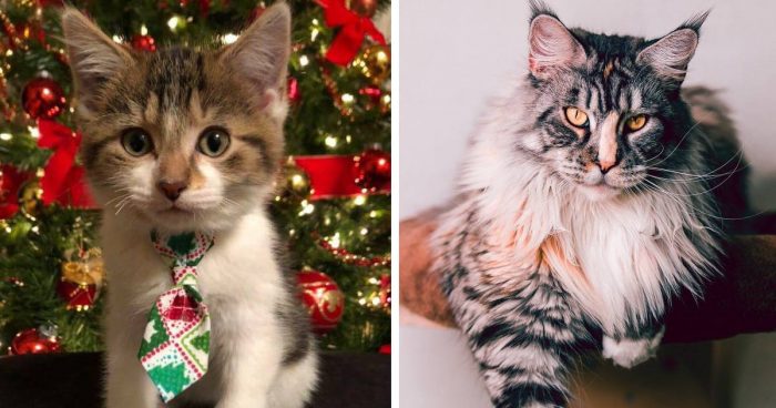 Best Cat Photos Sent To Us This Week (15 December 2019)