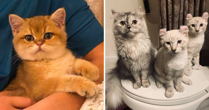 Best Cat Photos Sent To Us This Week (29 December 2019)