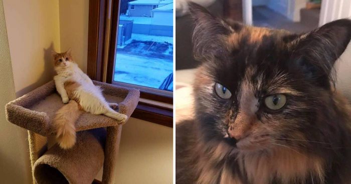 Best Cat Photos Sent To Us This Week (26 January 2020)