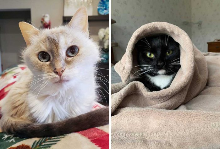 Best Cat Photos Sent To Us This Week (05 January 2020)