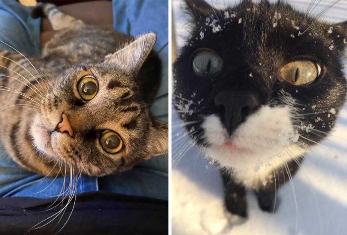 Best Cat Photos Sent To Us This Week (15 March 2020)