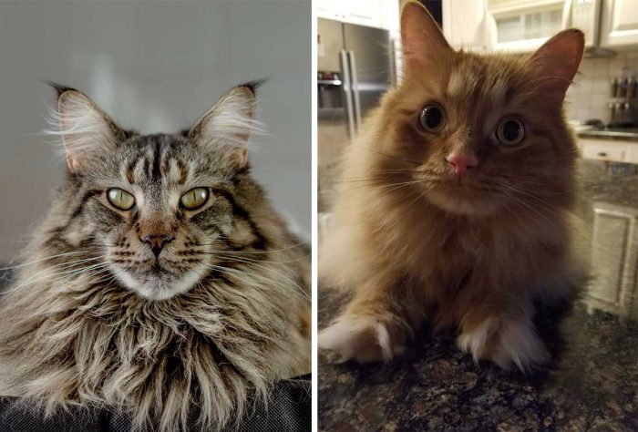 Best Cat Photos Sent To Us This Week (29 March 2020)