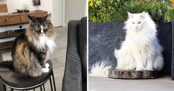 Best Cat Photos Sent To Us This Week (19 April 2020)