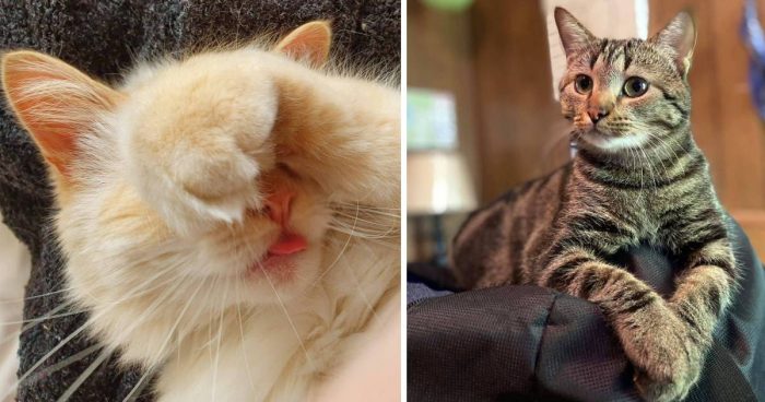 Best Cat Photos Sent To Us This Week (05 April 2020)