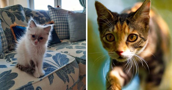 Best Cat Photos Sent To Us This Week (12 July 2020)