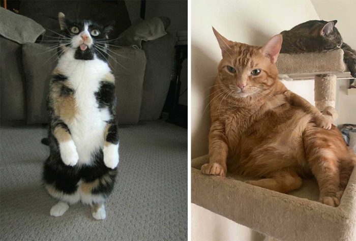 Best Cat Photos Sent To Us This Week (19 July 2020)