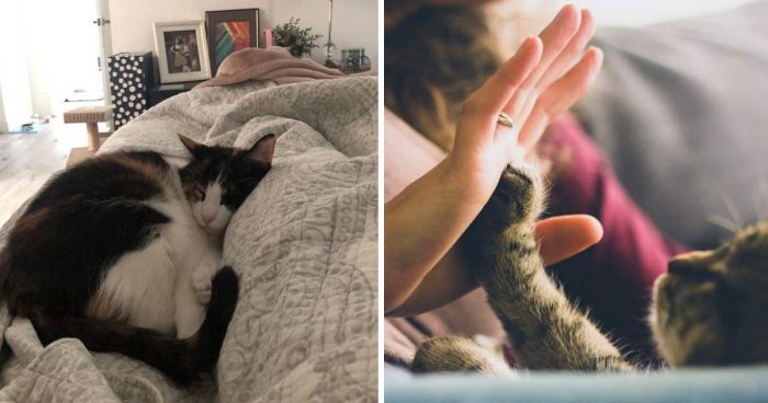 People Are Sharing Things Their Cats  Accidentally Conditioned Them To Do
