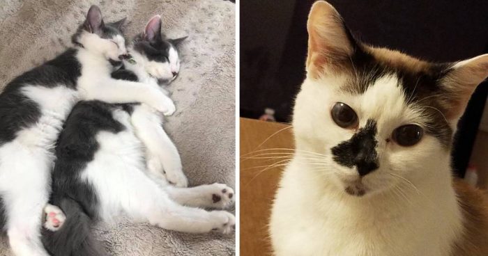 Best Cat Photos Sent To Us This Week (16 August 2020)