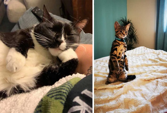 Best Cat Photos Sent To Us This Week (02 August 2020)