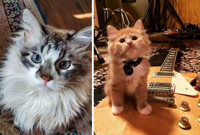 Best Cat Photos Sent To Us This Week (23 August 2020)