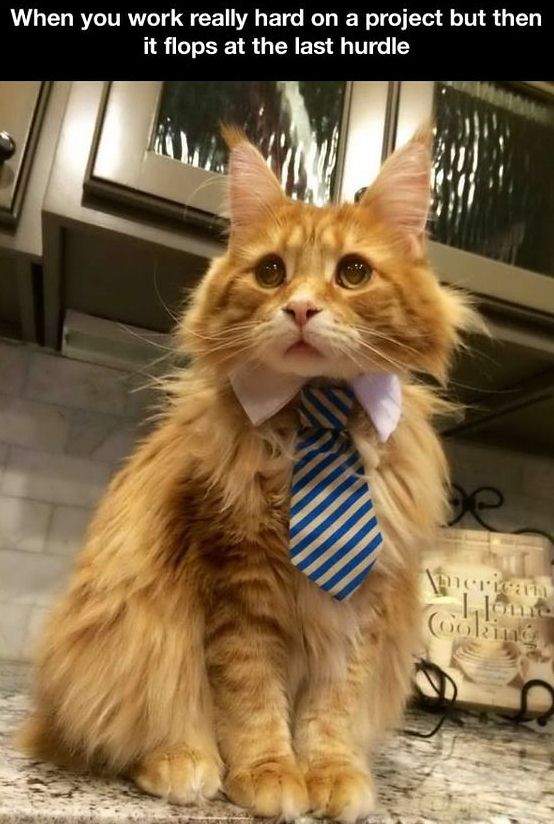 11 Funny Cats That Express Our Daily Struggles At Work Viral Cats Blog