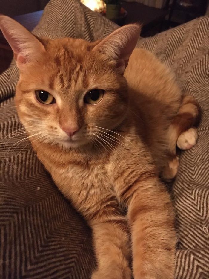 Happy Ginger Cat Appreciation Day: 20 Cute Moments From Our Group | Viral Cats Blog