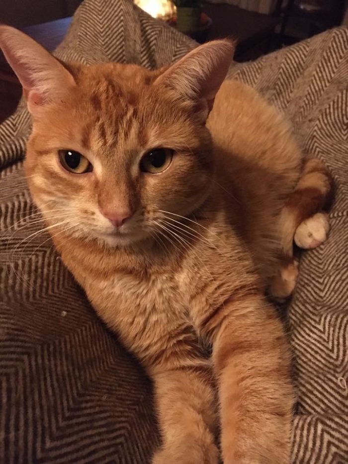 ginger-cat-available-for-adoption-don-t-buy-adopt