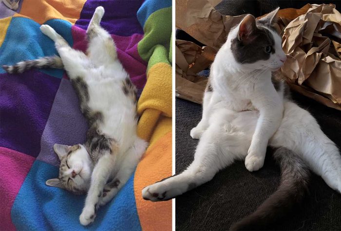 These Photos Show That Cats Are Masters In The Art Of Relaxation