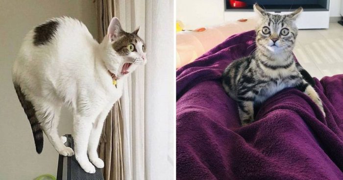 These 17 Overdramatic Cats Will Make You Laugh