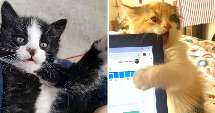 These 15 Kittens Are Just Too Cute