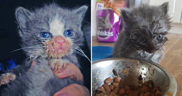 14 Times Cats Made A Mess While Eating