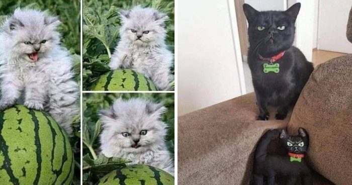 These 15 Cat Memes Are Hilarious