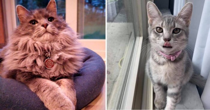 Best Cat Photos Sent To Us This Week (13 September 2020)