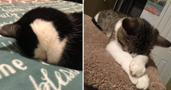 These 15 Cute Cats Sleeping Will Make You Smile