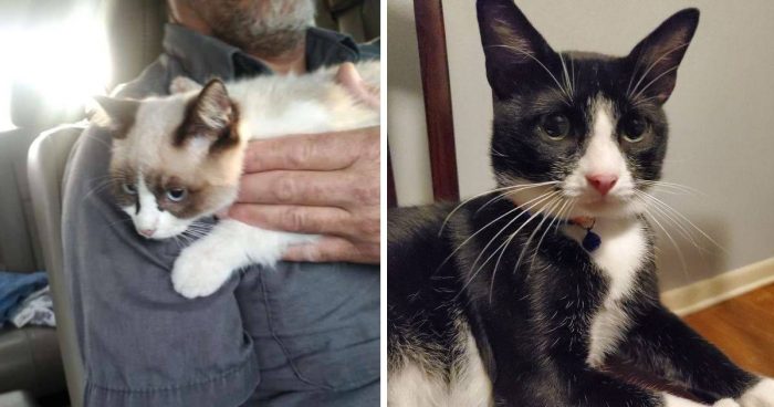 14 Heartwarming Cat Rescue Stories