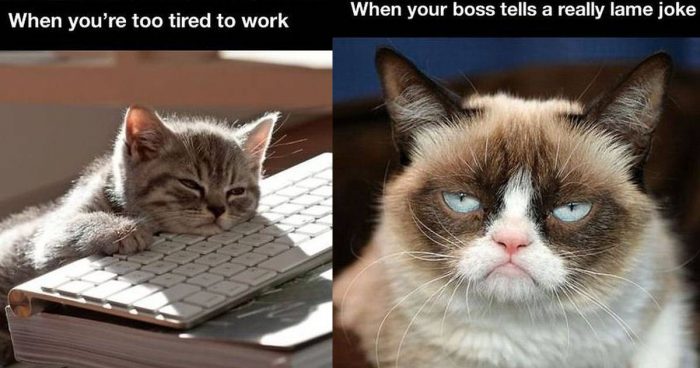 11 Funny Cats That Express Our Daily Struggles At Work