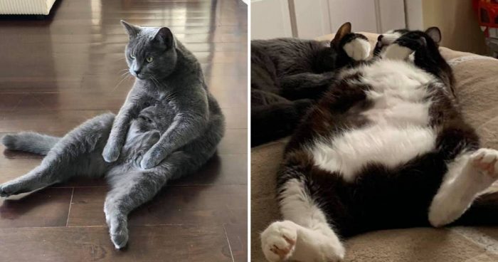 12 Cute And Funny Chonky Cats