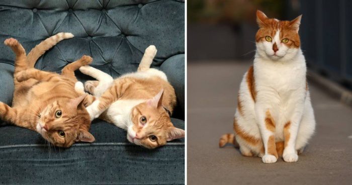 Happy Ginger Cat Appreciation Day: 20 Cute Moments