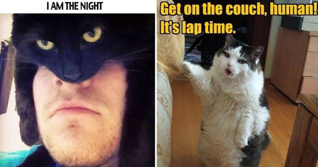 10 Funny Cat Memes That Will Make You Laugh – Viral Cats Blog