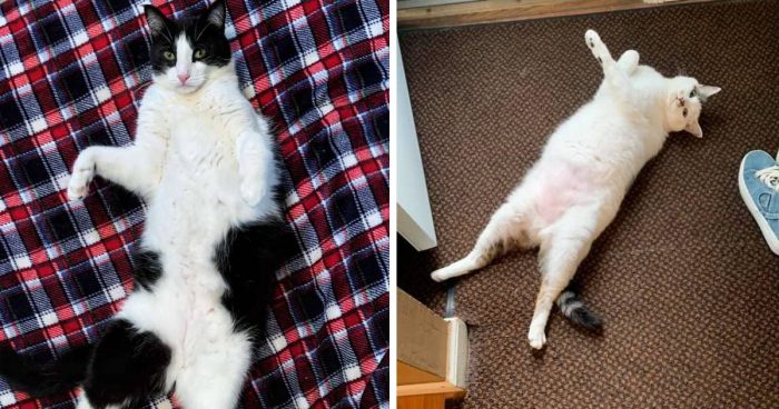 14 Cats Showing Their Bellies Cute Compilation