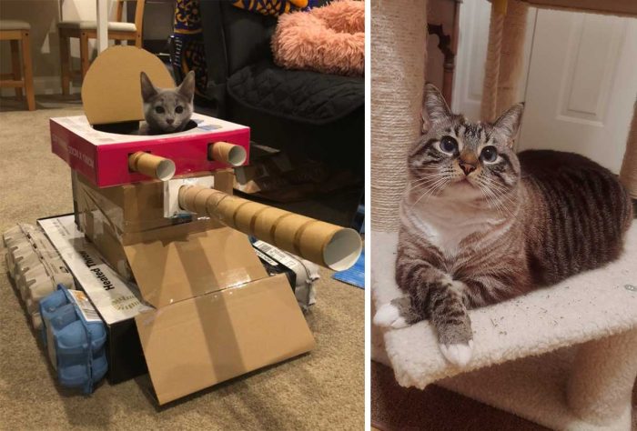 Best Cat Photos Sent To Us This Week (20 September 2020)