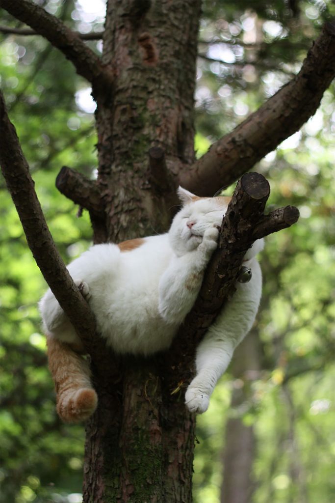 14 Cats Caught Sleeping In Trees Viral Cats Blog