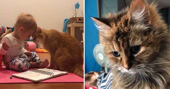 15 Wholesome Photos Of Senior Cats