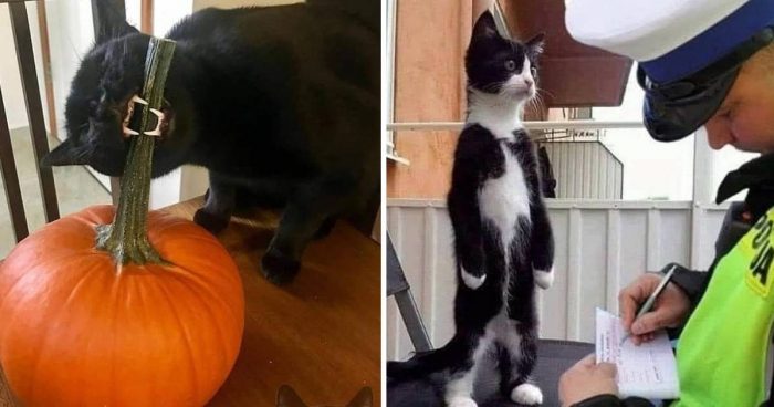 These 11 Cat Photos Are Too Funny