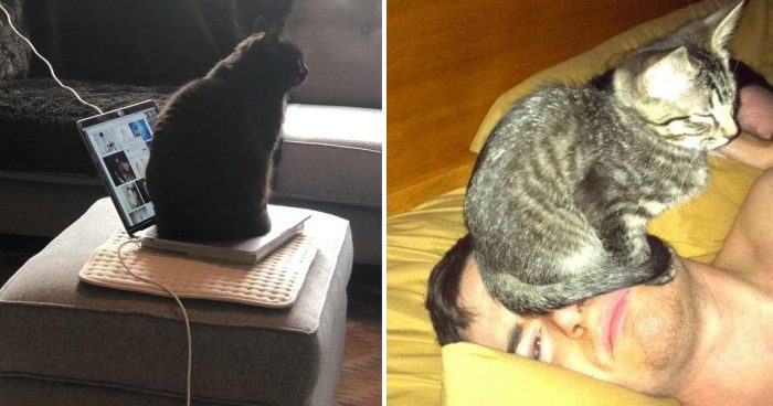 14 Funny Photos Of Cats Acting Like Jerks