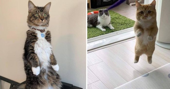 15 Cute Photos Of Curious Cats Standing Up